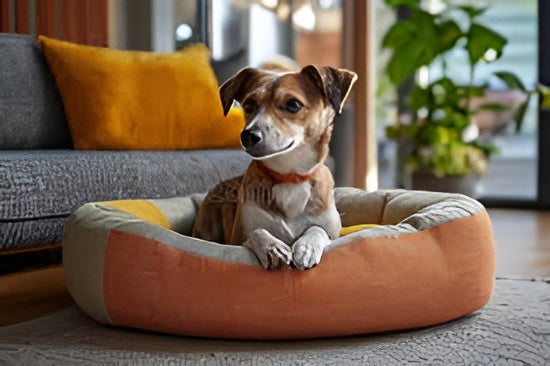 Comfortable Beds Happy Pets